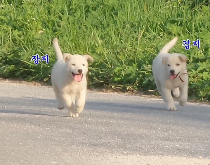 백구 이미지