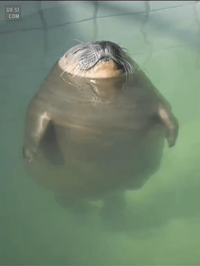 물범이 물속에서 자는 방법.gif | 인스티즈