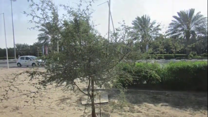 두바이 사막을 숲으로 바꾸고 있는 화분 | 인스티즈