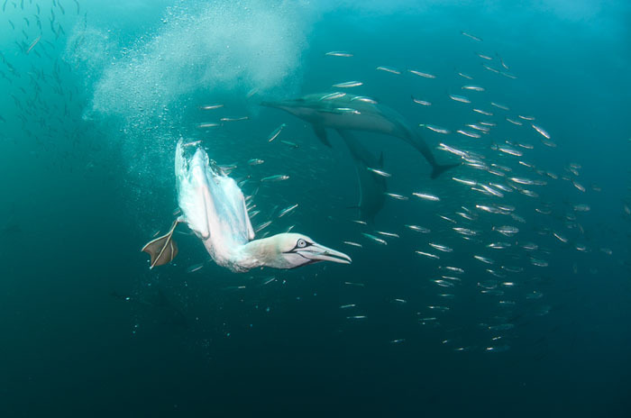 Alexander Safonov의 'Under the Sea' | 인스티즈