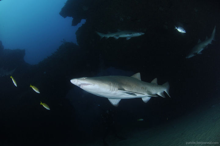 Alexander Safonov의 'Under the Sea' | 인스티즈