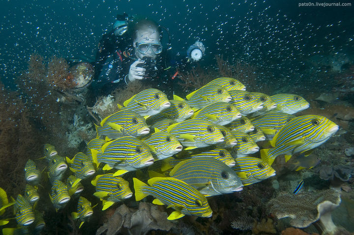 Alexander Safonov의 'Under the Sea' | 인스티즈