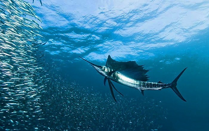 Alexander Safonov의 'Under the Sea' | 인스티즈