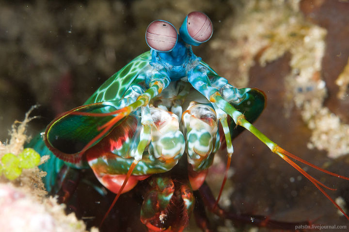 Alexander Safonov의 'Under the Sea' | 인스티즈