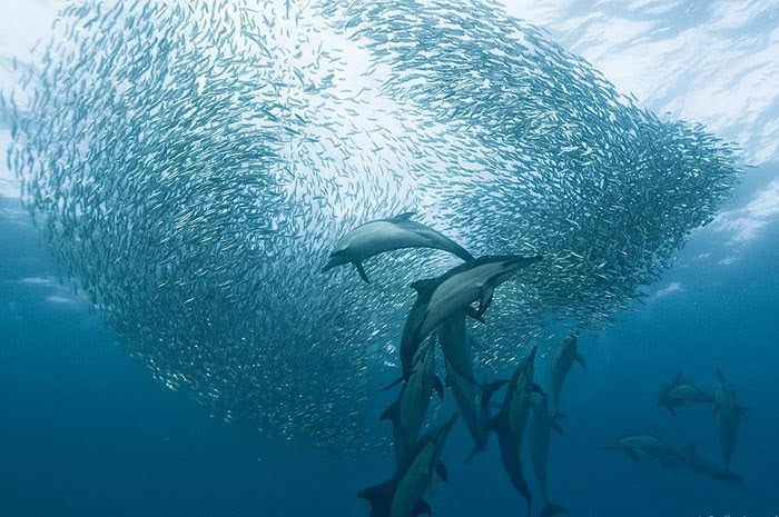 Alexander Safonov의 'Under the Sea' | 인스티즈