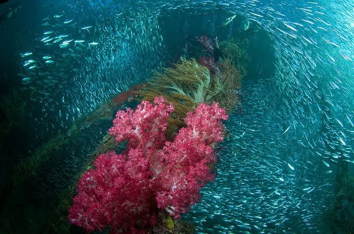 Alexander Safonov의 'Under the Sea' | 인스티즈