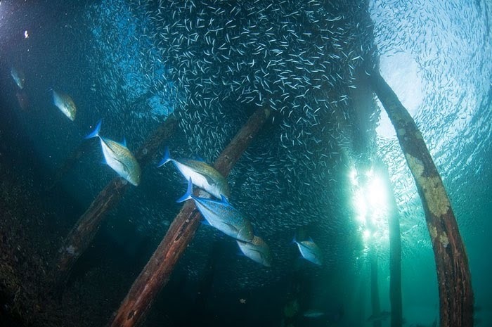 Alexander Safonov의 'Under the Sea' | 인스티즈