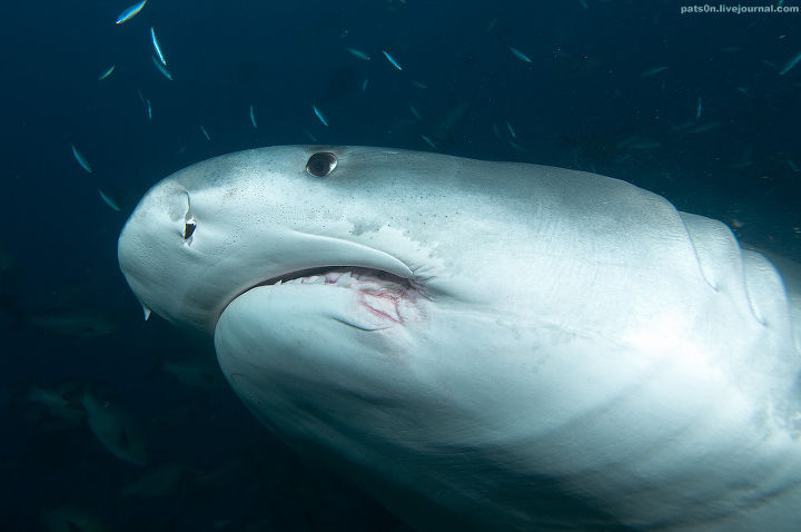 Alexander Safonov의 'Under the Sea' | 인스티즈