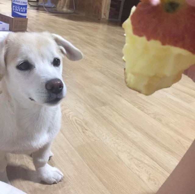 강아지에게 먹을걸로 놀리면 | 인스티즈