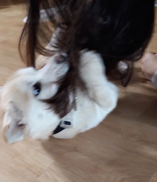 강아지에게 먹을걸로 놀리면 | 인스티즈