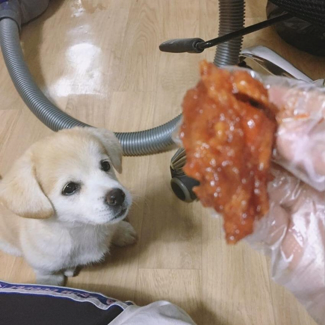 강아지에게 먹을걸로 놀리면 | 인스티즈
