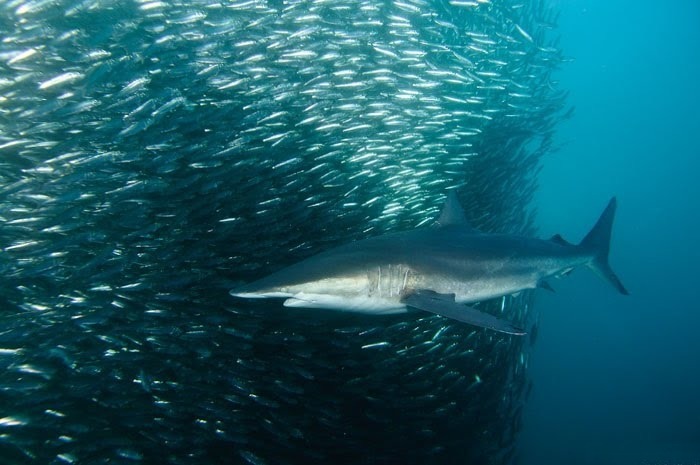 Alexander Safonov의 'Under the Sea' | 인스티즈