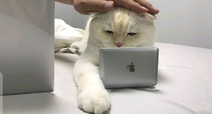 고양이 방해 금지용 노트북 | 인스티즈