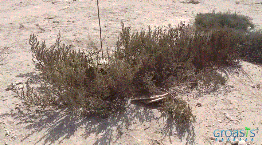 두바이 사막을 숲으로 바꾸고 있는 화분 | 인스티즈