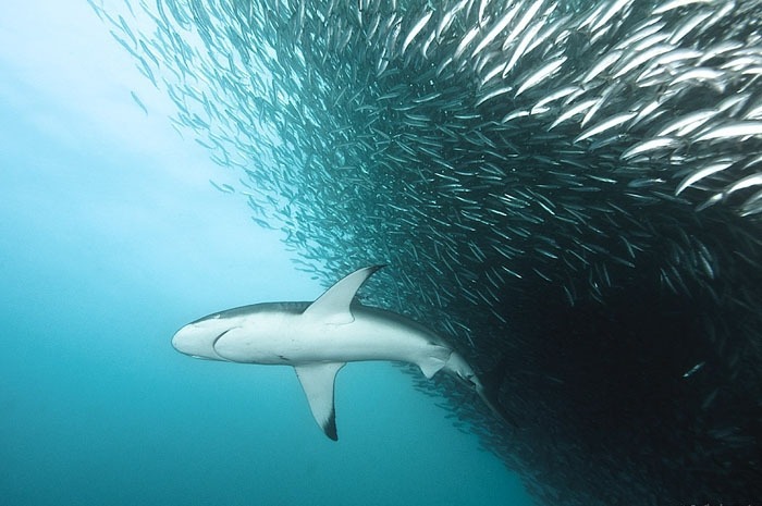 Alexander Safonov의 'Under the Sea' | 인스티즈