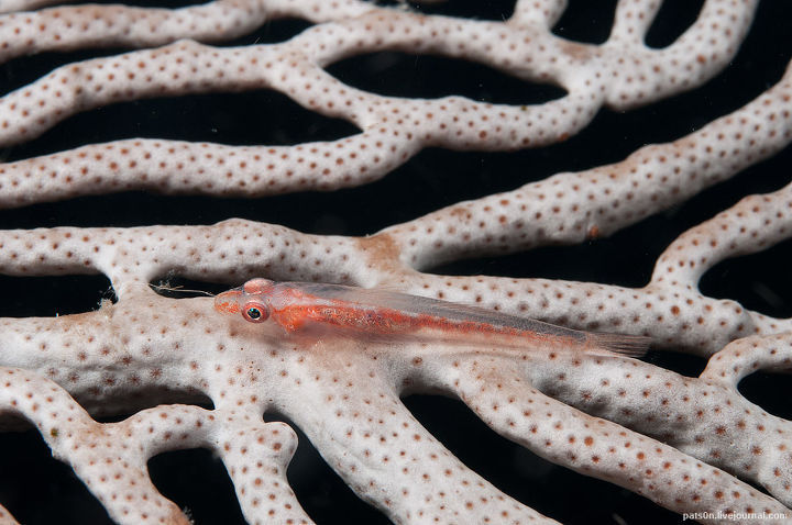 Alexander Safonov의 'Under the Sea' | 인스티즈