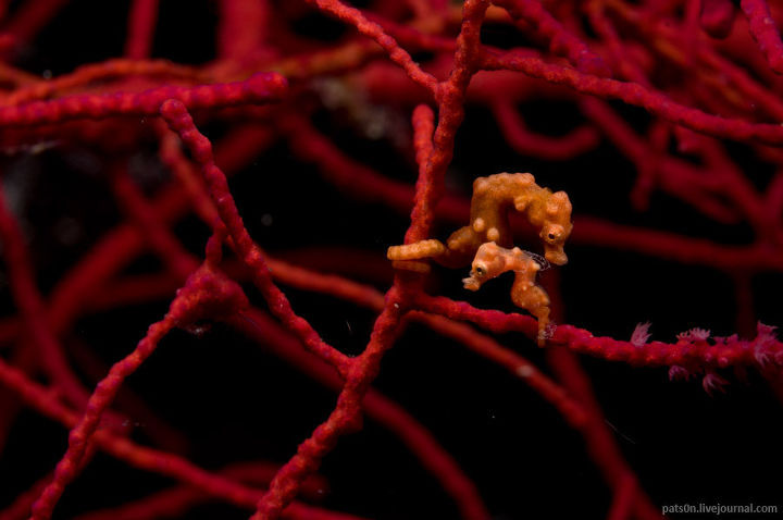 Alexander Safonov의 'Under the Sea' | 인스티즈