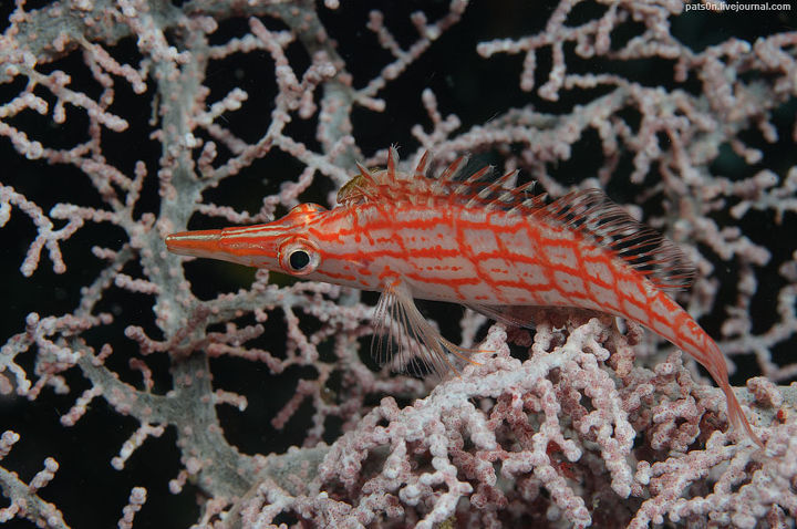 Alexander Safonov의 'Under the Sea' | 인스티즈