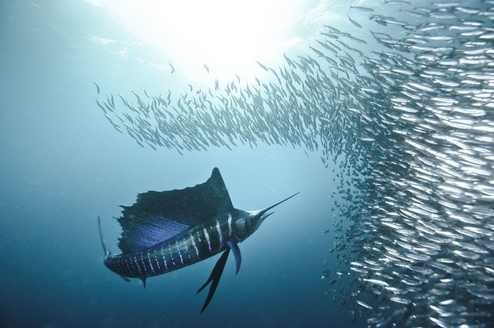 Alexander Safonov의 'Under the Sea' | 인스티즈