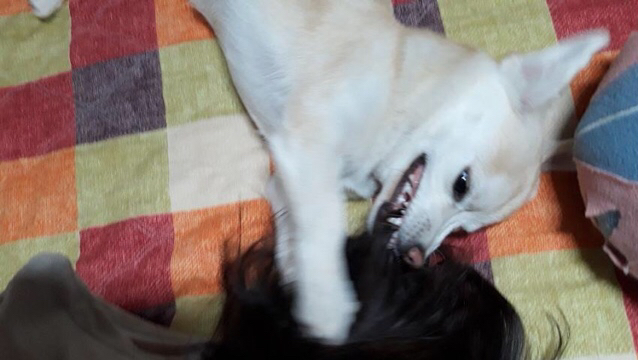 강아지에게 먹을걸로 놀리면 | 인스티즈