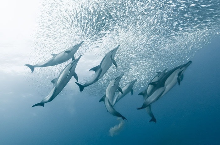 Alexander Safonov의 'Under the Sea' | 인스티즈