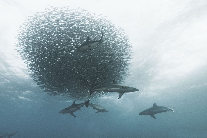 Alexander Safonov의 'Under the Sea' | 인스티즈