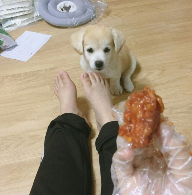 강아지에게 먹을걸로 놀리면 | 인스티즈