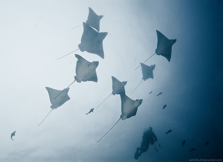 Alexander Safonov의 'Under the Sea' | 인스티즈