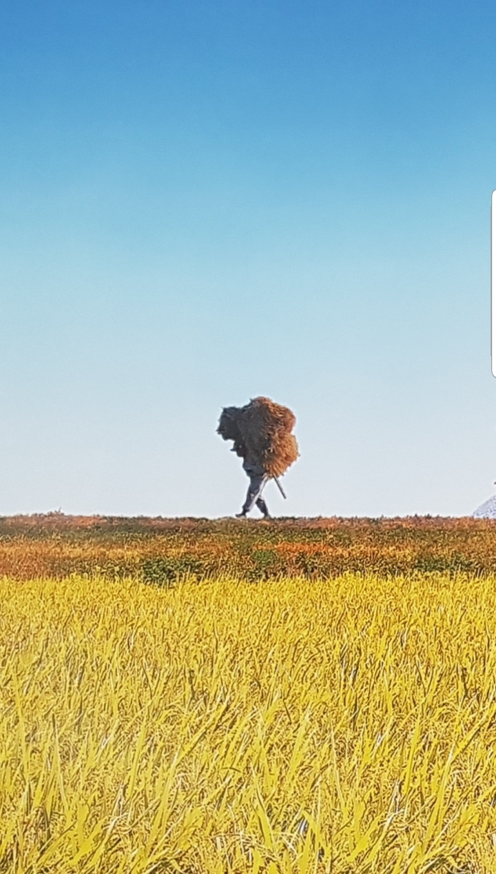 노래하는우마차 이미지