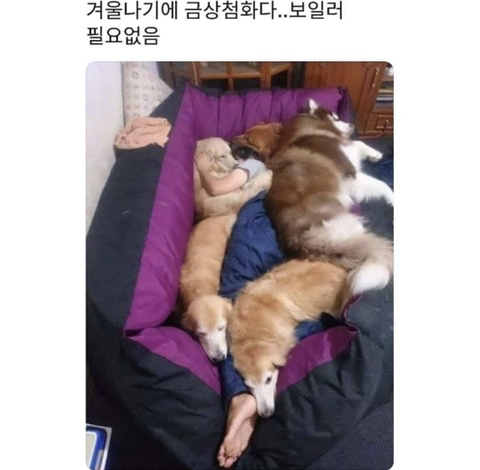 금상첨화 이미지
