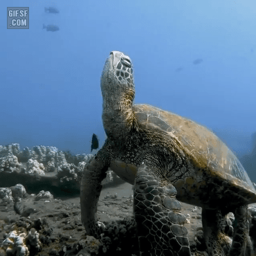 잠자는 거북이.gif | 인스티즈