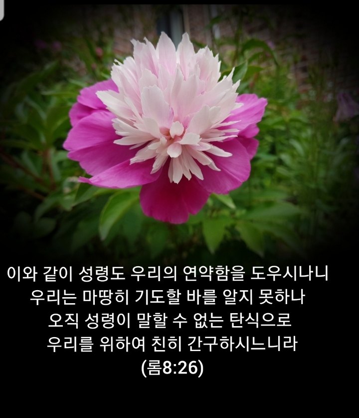 샬롬 이미지