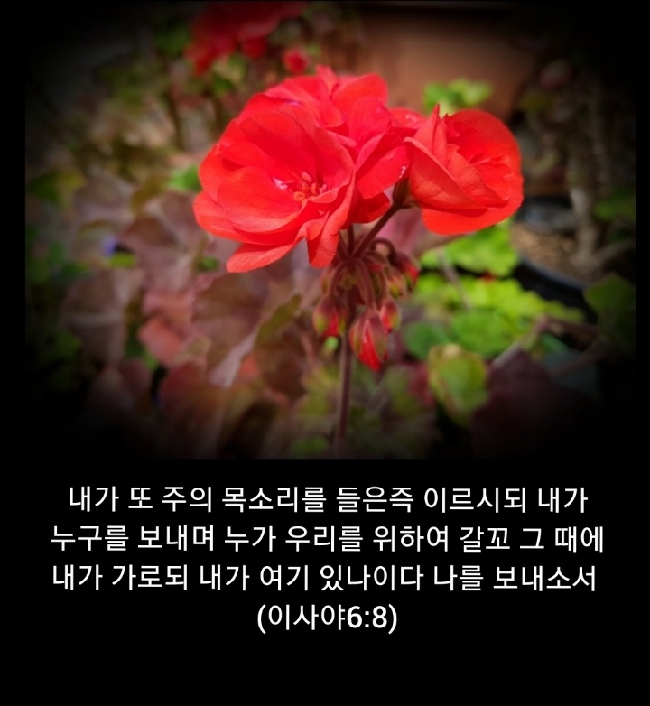 샬롬 이미지