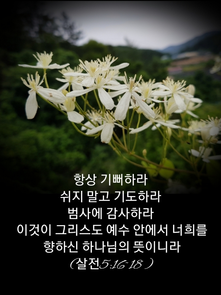 샬롬 이미지