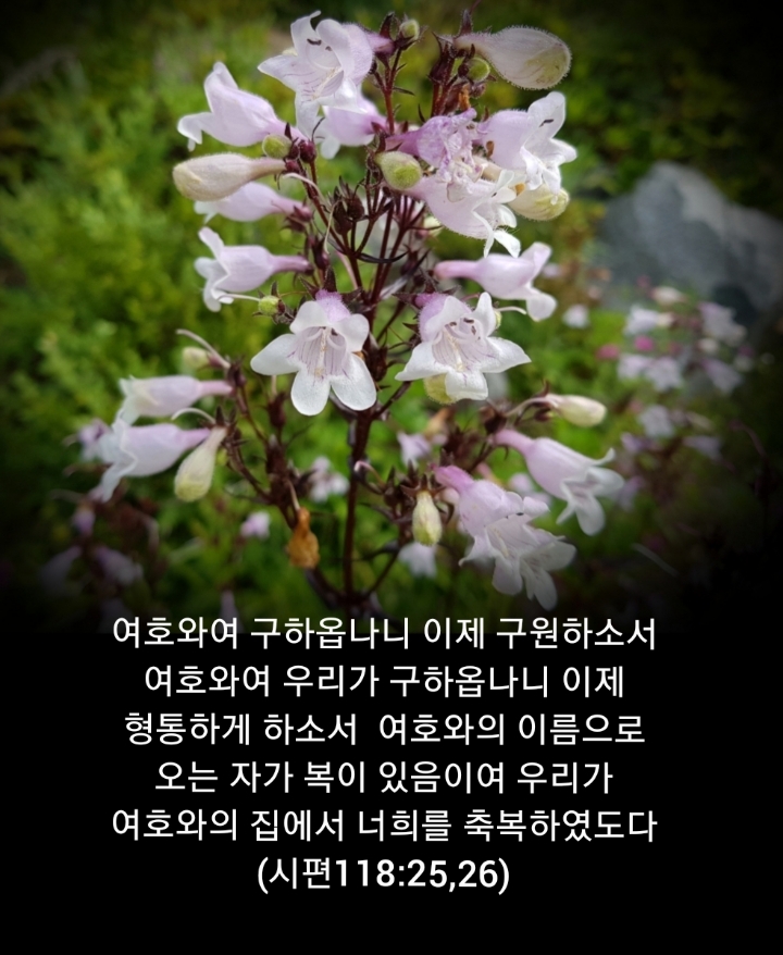샬롬 이미지
