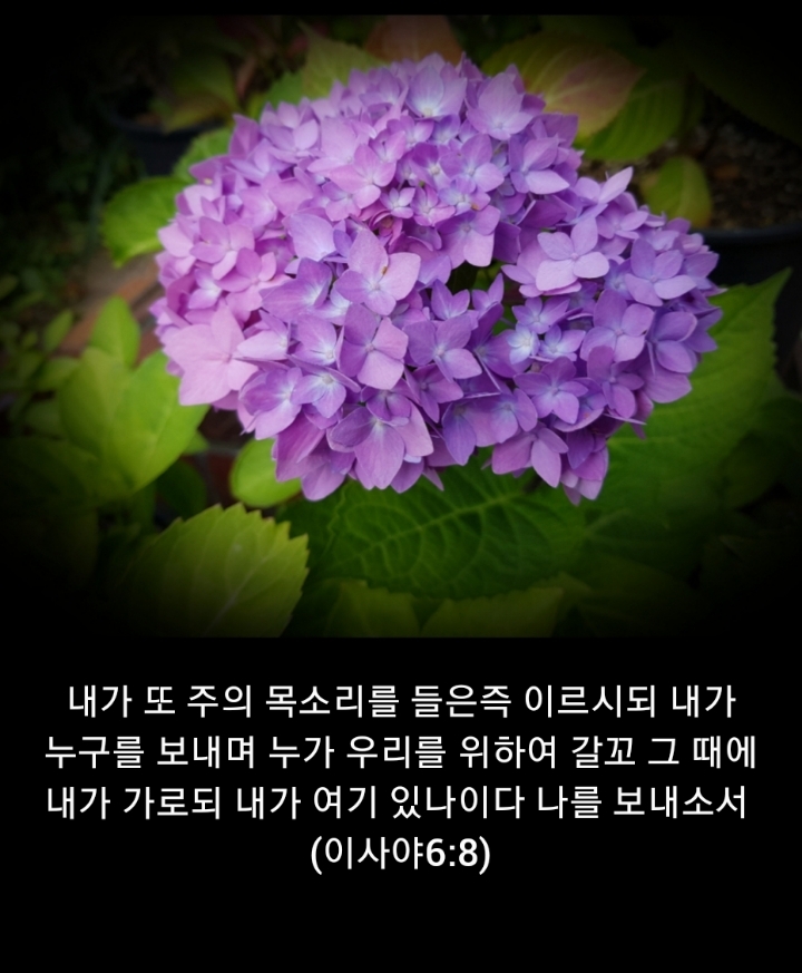 샬롬 이미지