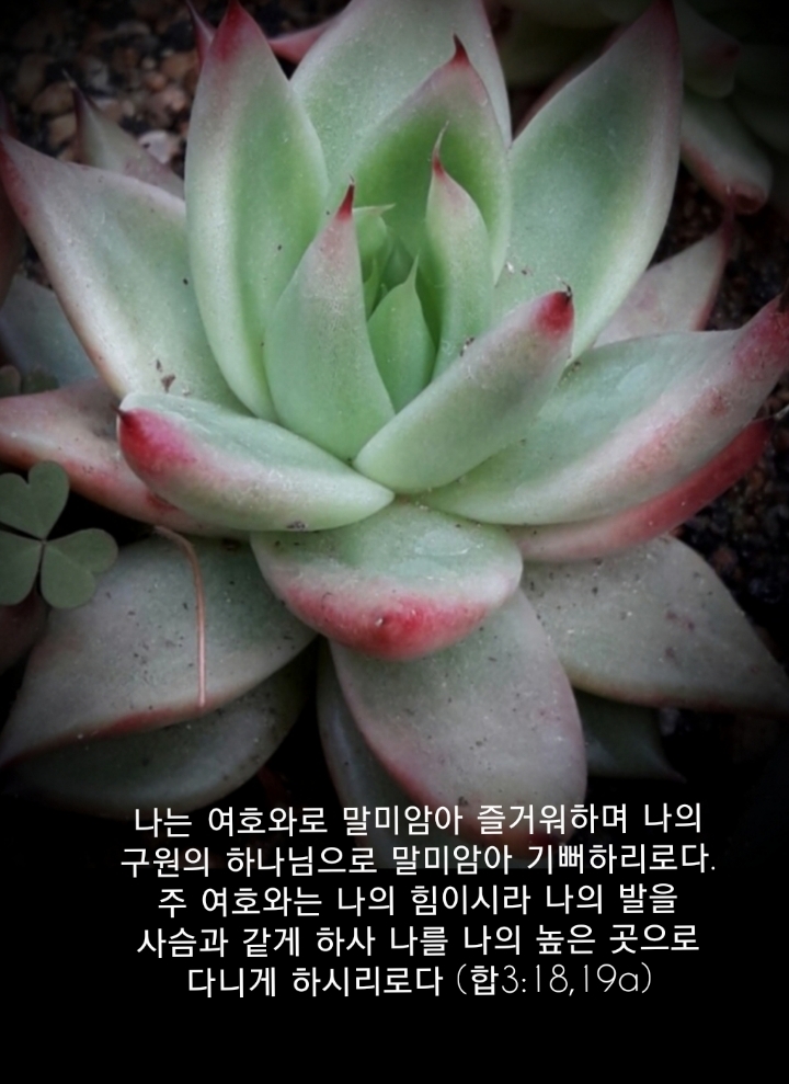샬롬 이미지