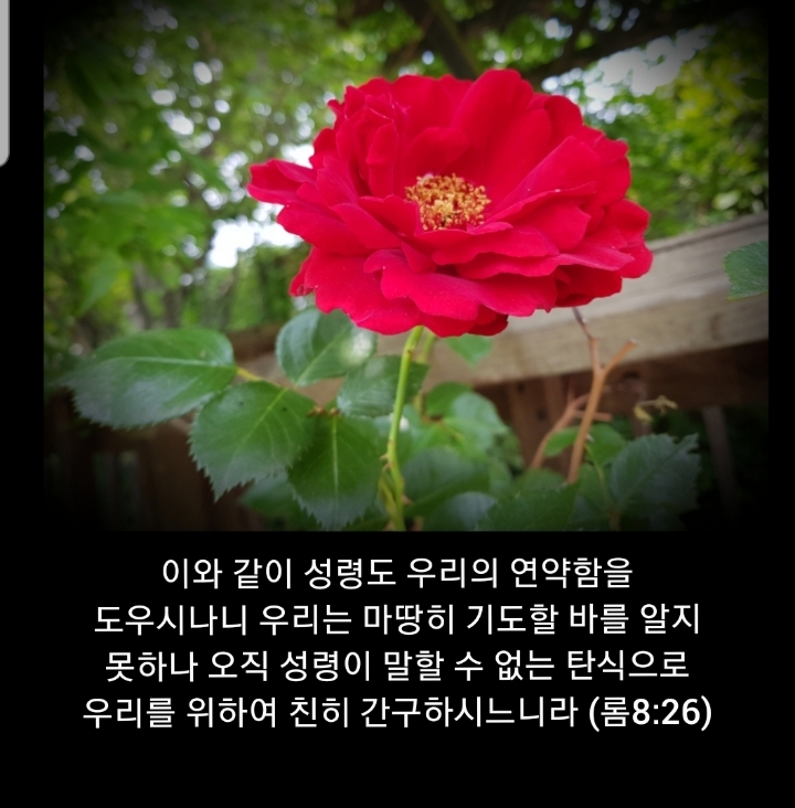 샬롬 이미지