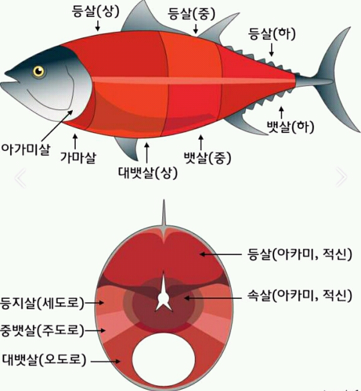 정참치 이미지
