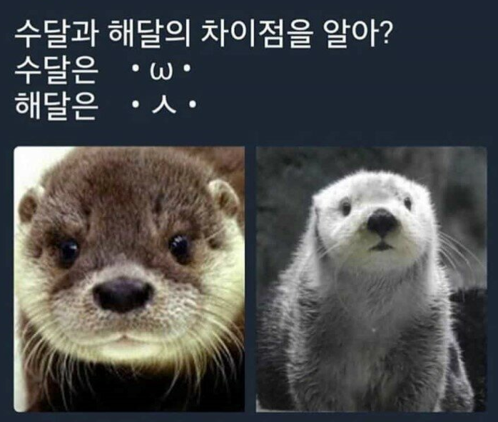 해달 이미지