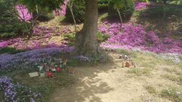 동산잔디 이미지