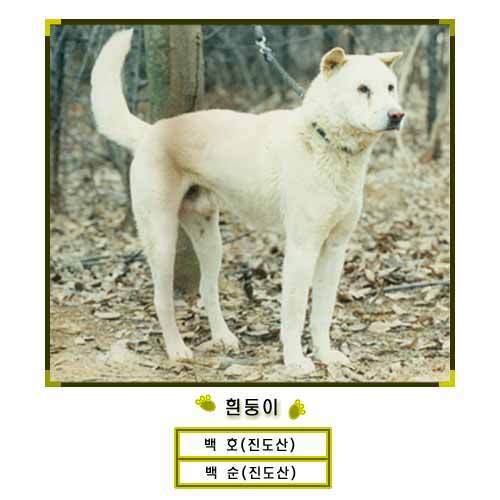 흰둥이 이미지