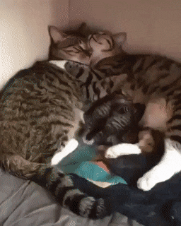 꼭 껴안고 자는 부부냥과 | 인스티즈