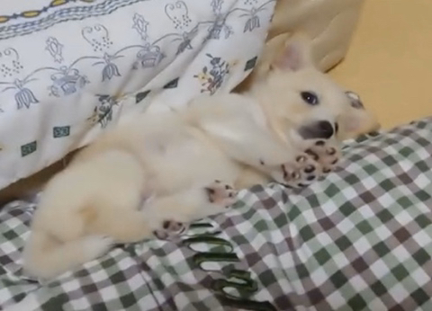 아기 강아지가 소를 만났을 때 (힐링주의) | 인스티즈