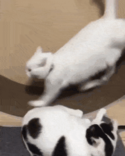 다이어트 중이라고 예민쩌네 | 인스티즈