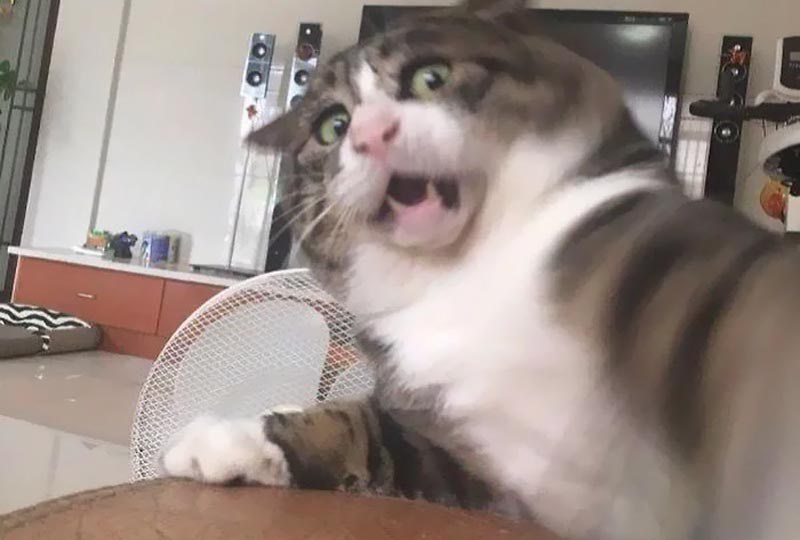 쫄보고양이 아피♡ (표정이 대박) | 인스티즈