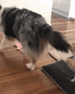 놀아달라고 땡깡부리는 새끼 | 인스티즈