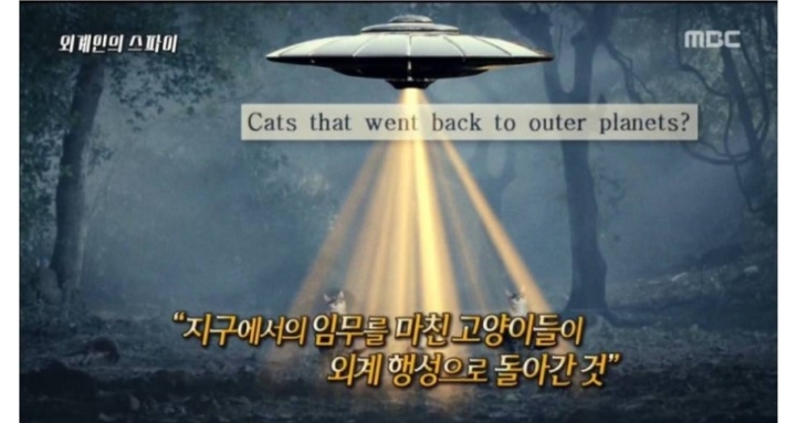 고양이들의 정체가 밝혀짐 ㄷㄷㄷ | 인스티즈