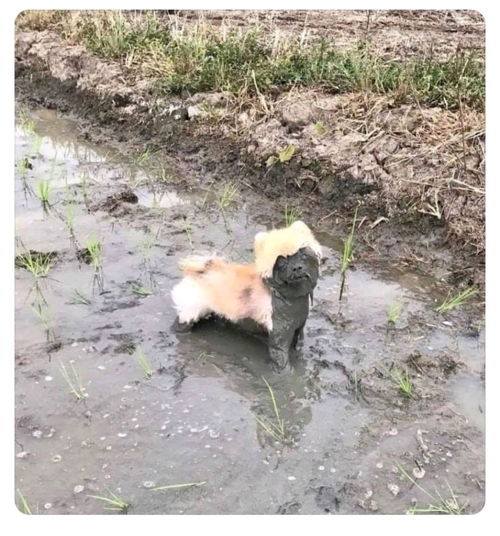 댕댕이 집사 한숨소리 들리는 짤... | 인스티즈