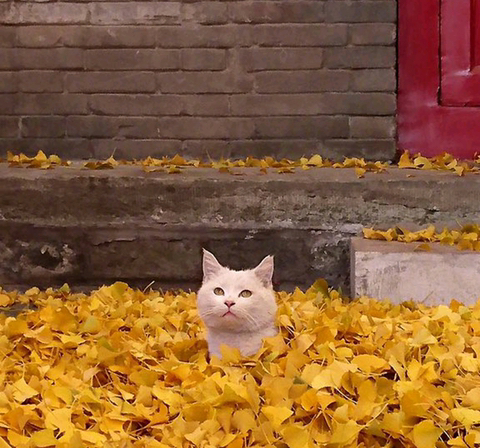 동물 좋아하세요? | 인스티즈